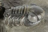 Two Detailed Austerops Trilobite - Excellent Eyes #197150-2